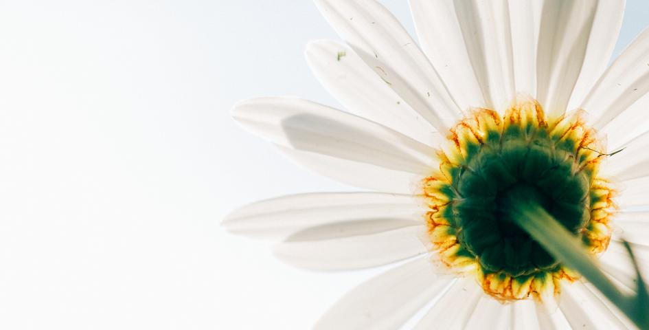 Morbi leo risus porta eget metus est non commodolacus